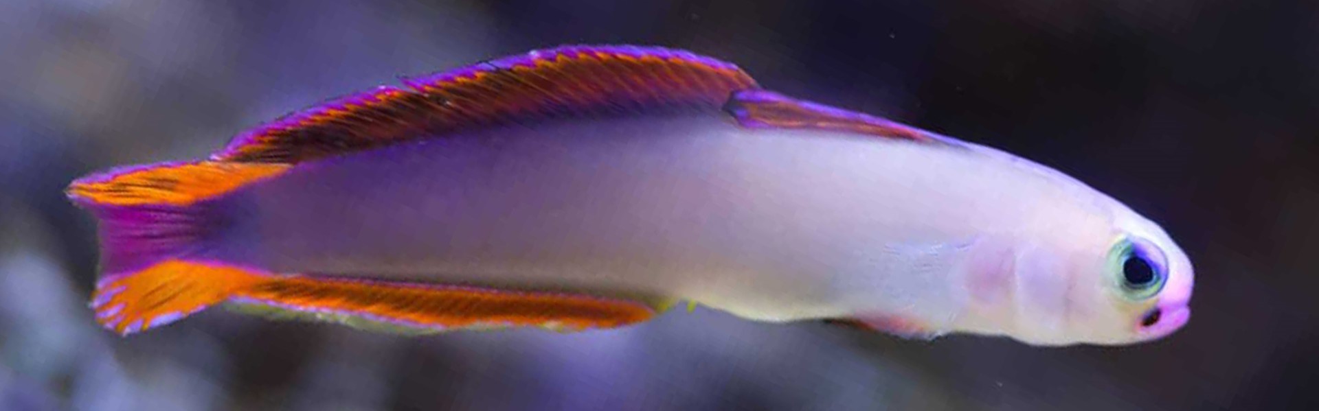 The Exquisite Dartfish